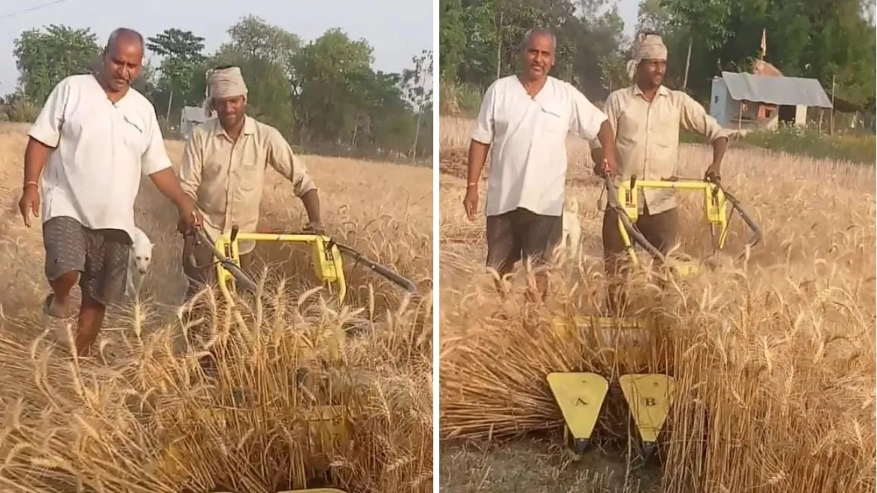 किसानों के लिए वरदान बनी रीपर बाइंडर मशीन : गेहूं की कटाई का काम हुआ आसान, समय और धन दोनों की हो रही बचत