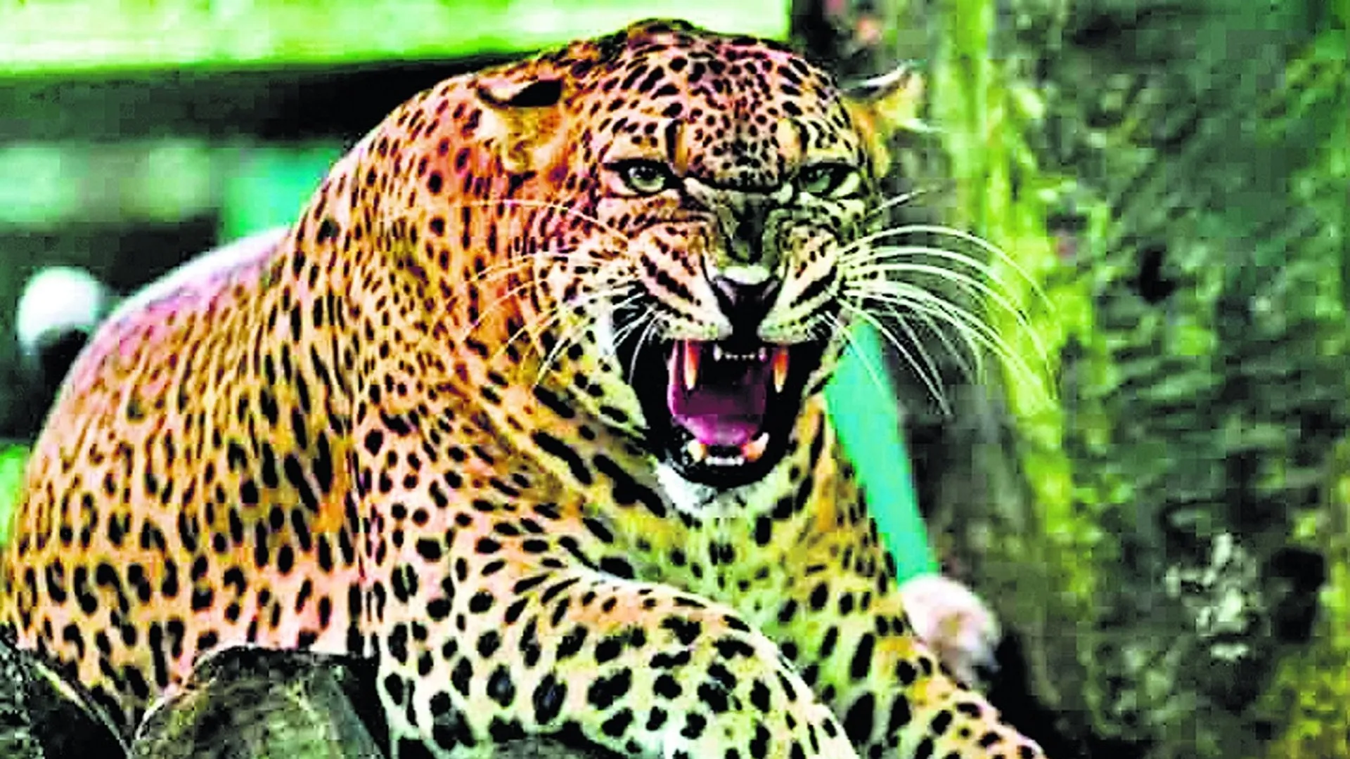 बरेली के इस इलाके में तेंदुआ का खौफ बरकरार...खेत पर फिर दिखा दहशत का मंजर !