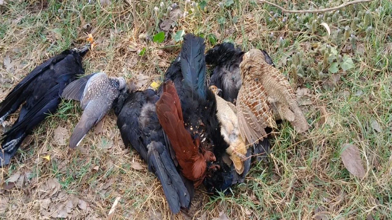 बाराबंकी में जहरीला गेहूं खाने से मोर समेत 20 पक्षियों ने गवांई जान, चार पर प्राथमिकी दर्ज