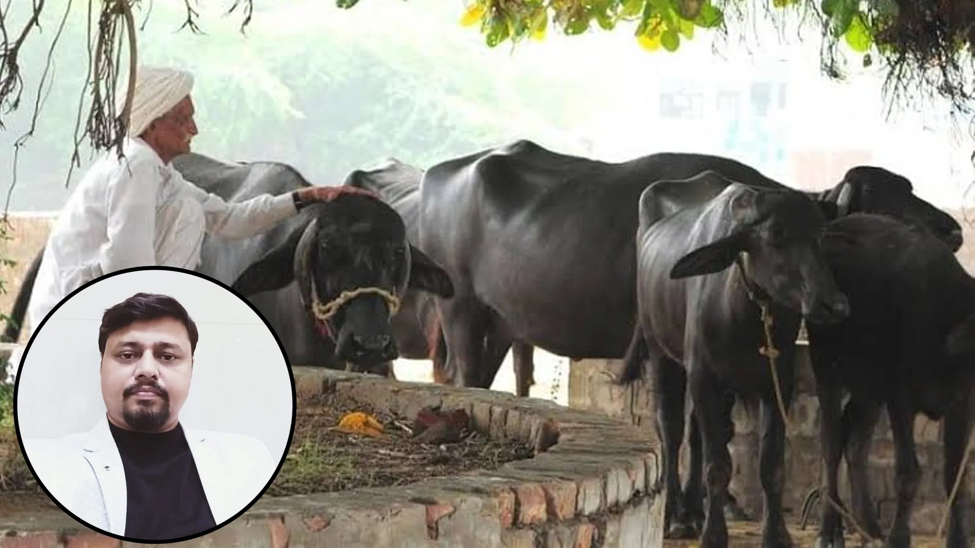 कासगंज: पशुपालक रहें सावधान ! गर्मी बिगाड़ सकती है पशुओं की सेहत...जानिए बचाव