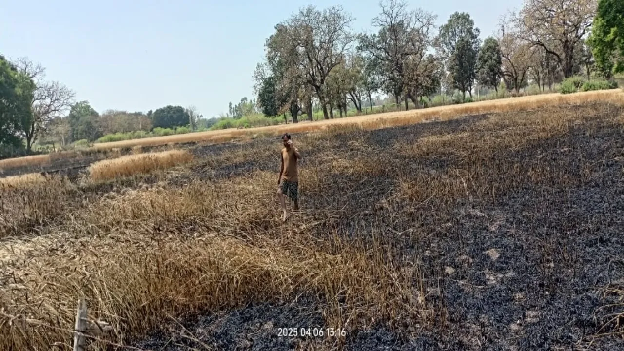 अयोध्या अग्निकांड : शॉर्ट सर्किट की चिंगारी से 11 बीघे गेहूं की फसल जली