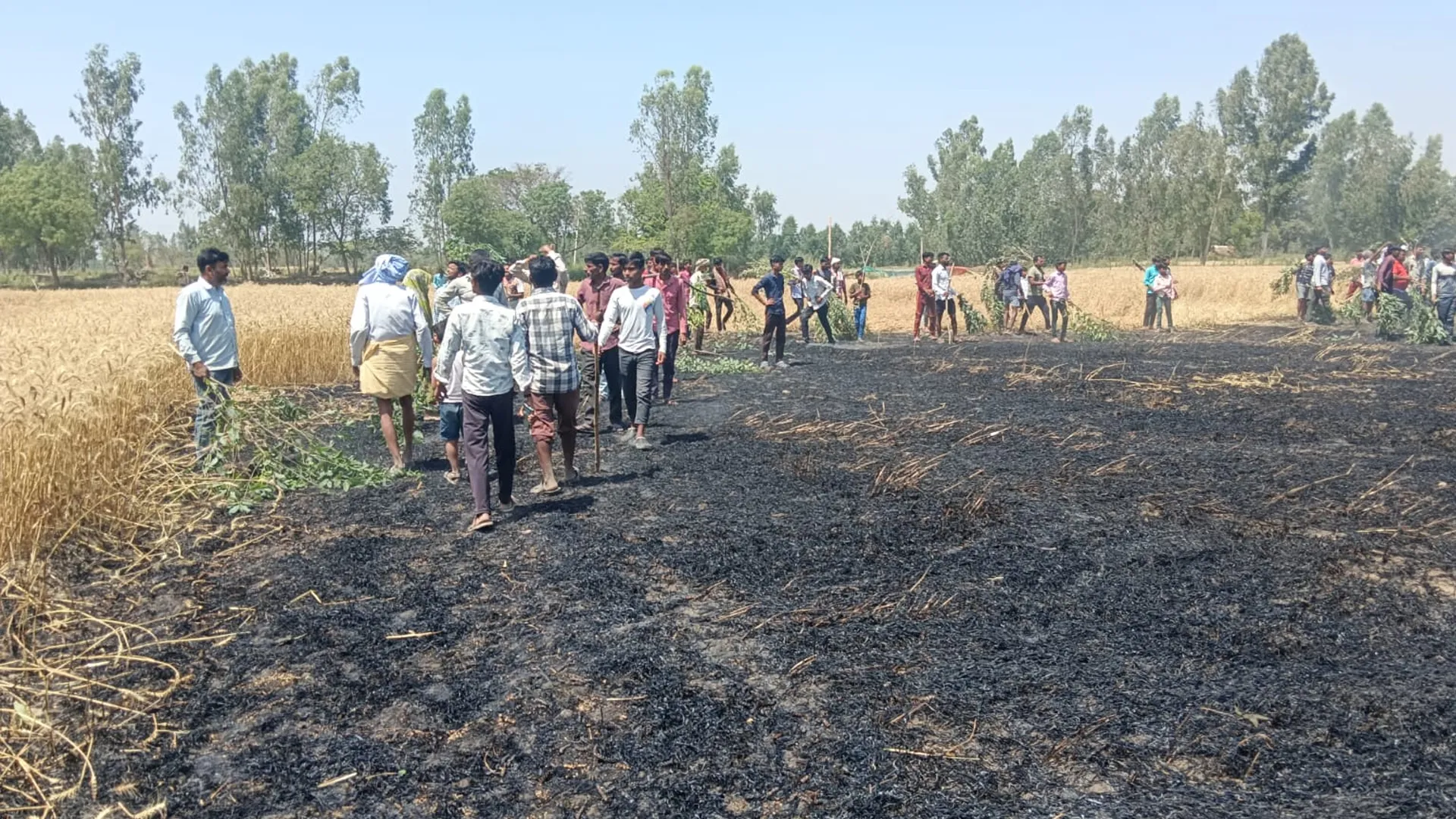 बदायूं: बिजली के तारों से निकली चिंगारी ने मचाही तबाही...12 बीघा फसल जलकर राख