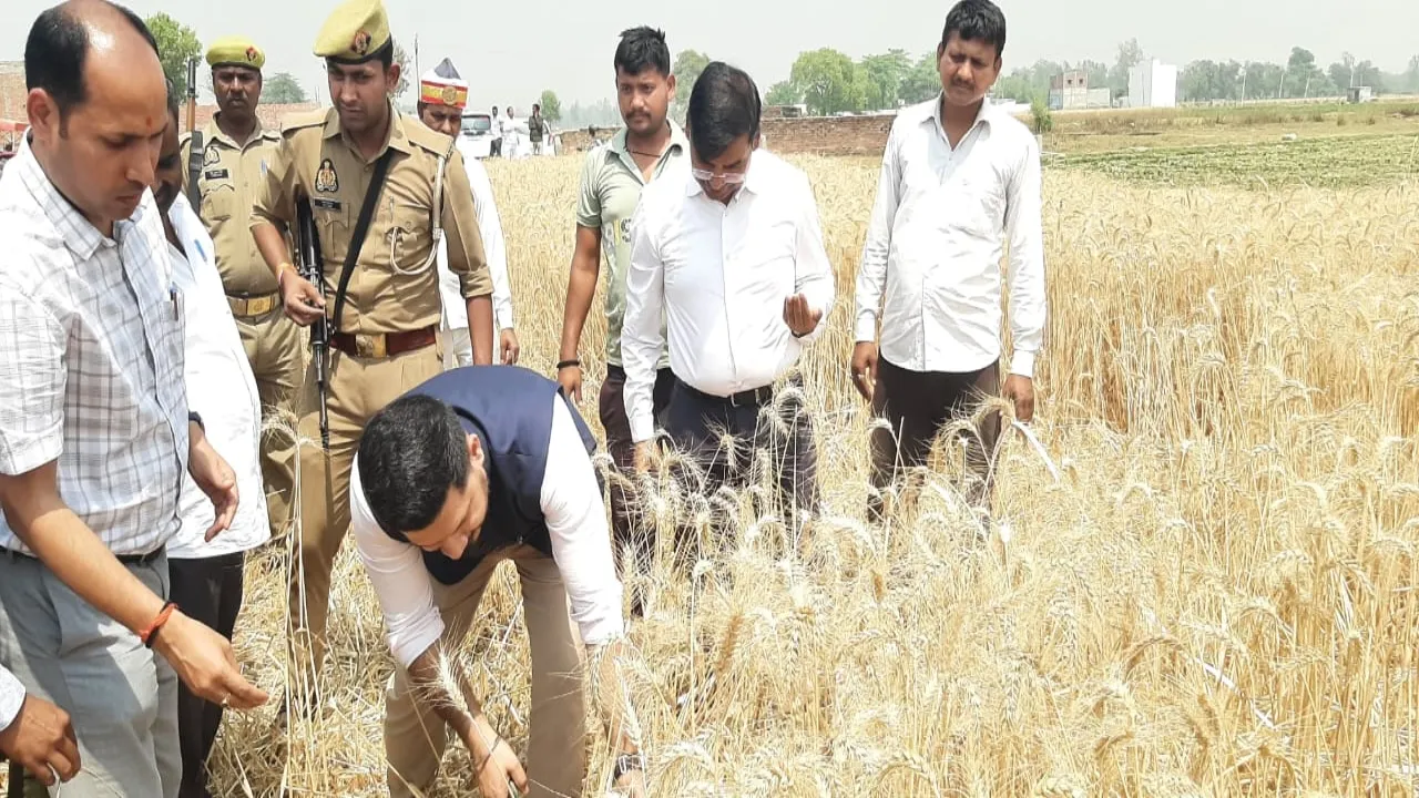 बाराबंकी :  डीएम ने गेहूं की फसल काटकर बढ़ाया किसानों का हौसला, एक हेक्टेयर में 37.63 क्विंटल गेहूं की उत्पादकता