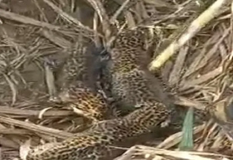 बिजनौर : खेत में मिले गुलदार के चार शावक, गांव में दहशत का माहौल 