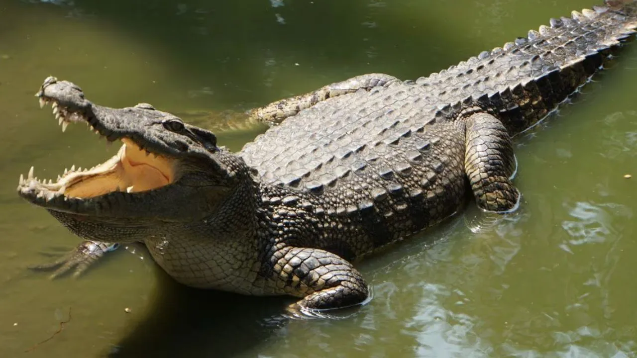 इटावा में नदी में नहा रहे पशुपालक को खींच ले गया मगरमच्छ: प्रत्यक्षदर्शी बाेले- नदी किनारे ले जाकर पटकता रहा