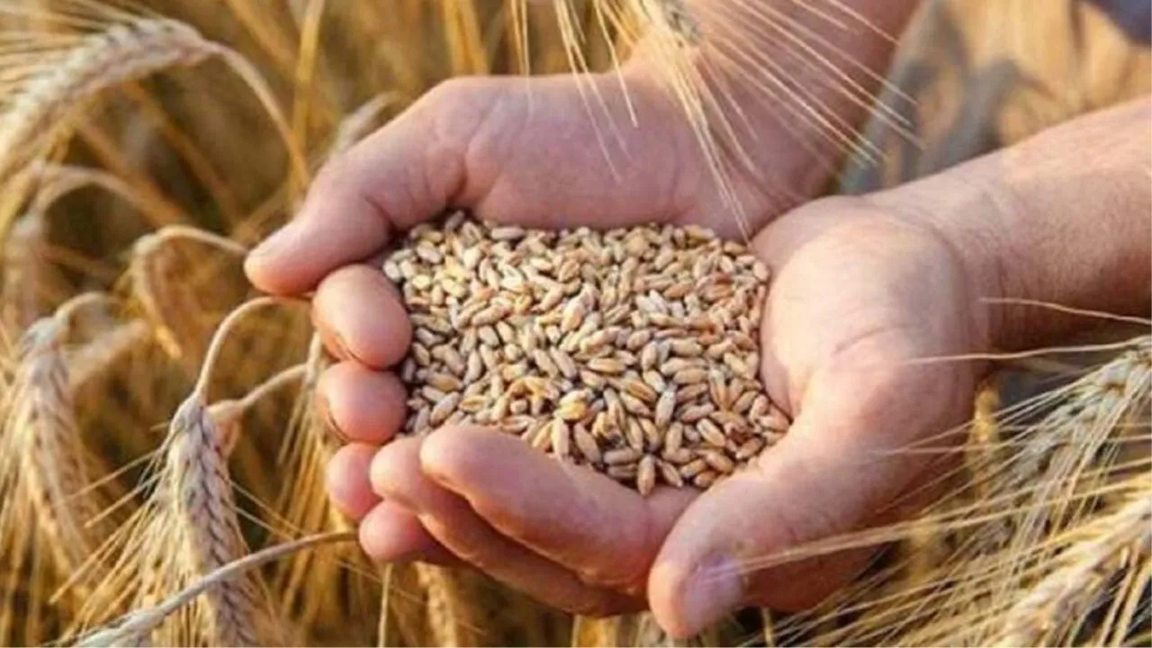 बरेली: गेहूं खरीद केंद्रों पर मोबाइल नंबर की रैंडम जांच, बंद मिला तो होगी सख्त कार्रवाई