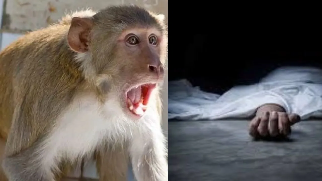 बदायूं में बंदर के आतंक ने ली एक और जान, महिला की छत से गिरकर मौत