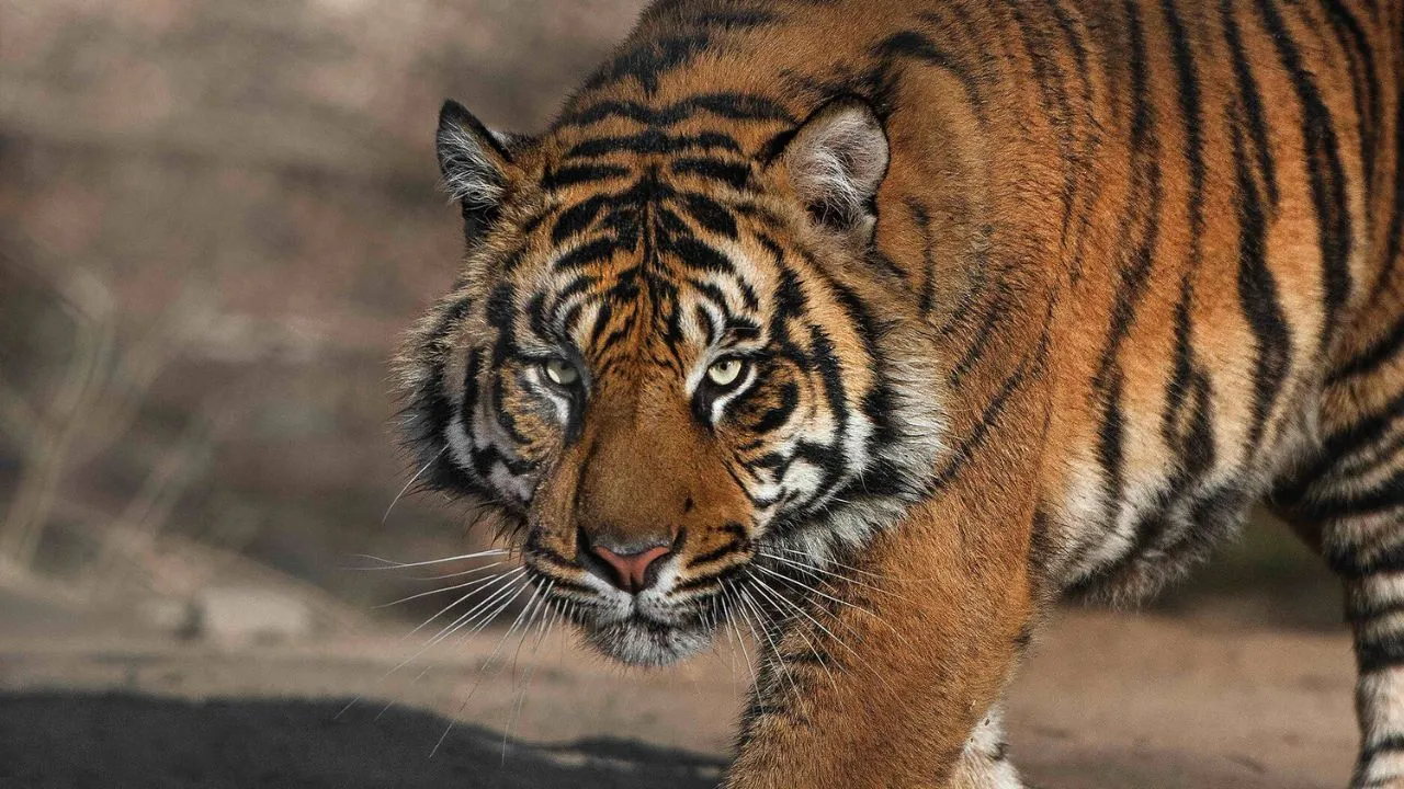 पीलीभीत में बाघ ने फिर एक पशु को बनाया अपना शिकार, ग्रामीणों में डर का माहौल