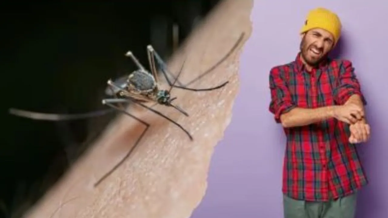 बदायूं: गर्मी में मच्छरों के आतंक से परेशान लोग, बीमारियों का बढ़ा डर