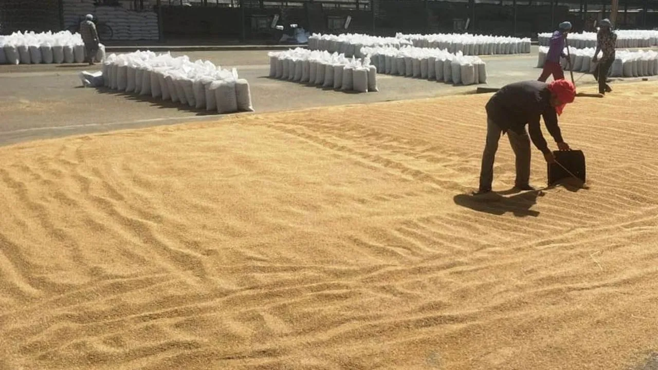 लखीमपुर खीरी: सरकारी केंद्रों पर गेहूं की खरीद धीमी, प्राइवेट आढ़ती किसानों को दे रहे अधिक मूल्य