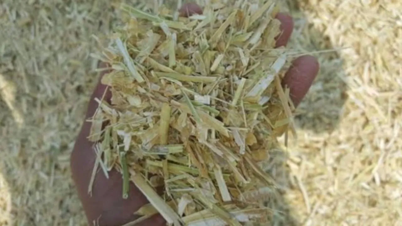 बदायूं: बाजार में 500, विभाग खरीद रहा 900 में भूसा, ग्रामीणों ने उठाए सवाल