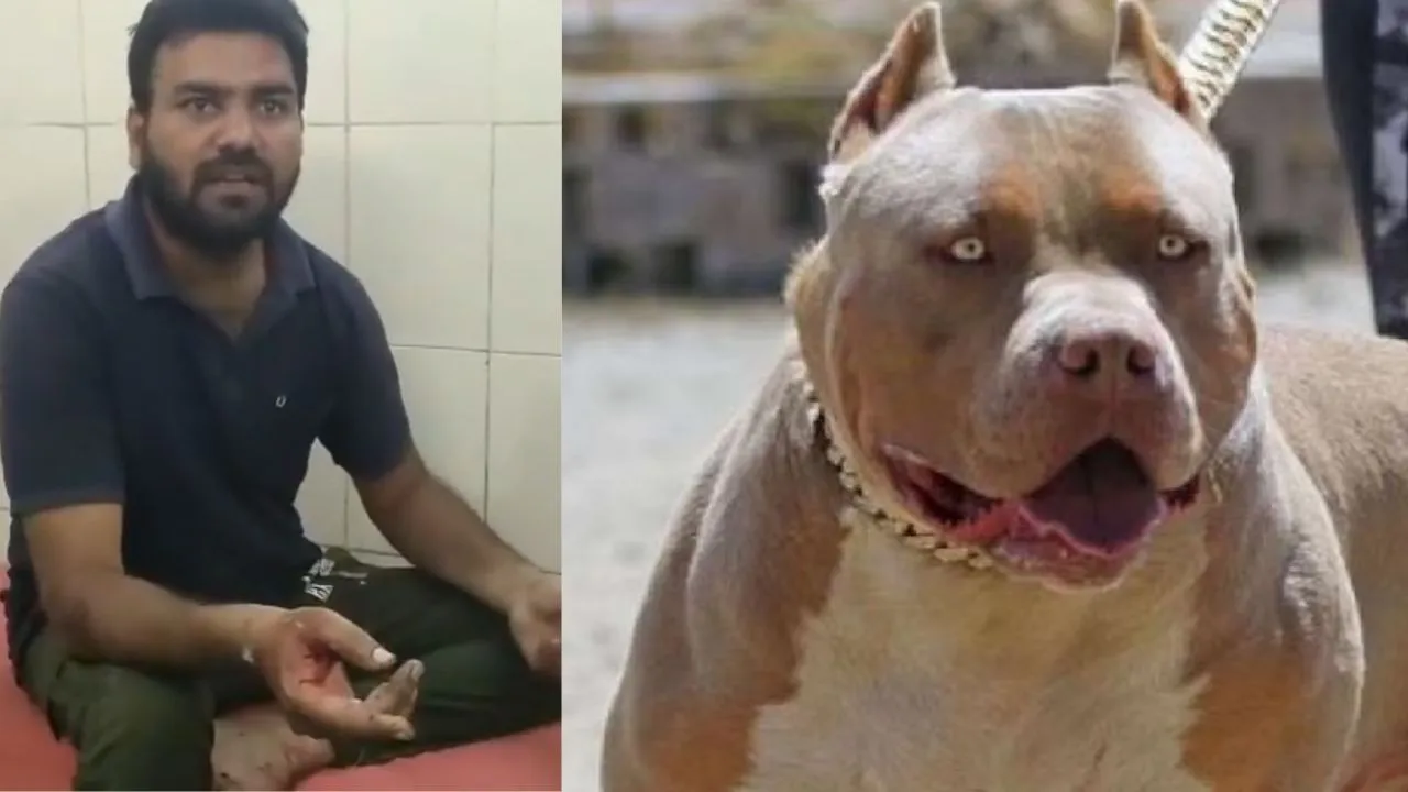 बरेली: पिटबुल ने युवक पर किया जानलेवा हमला, हाथ-पैर जख्मी