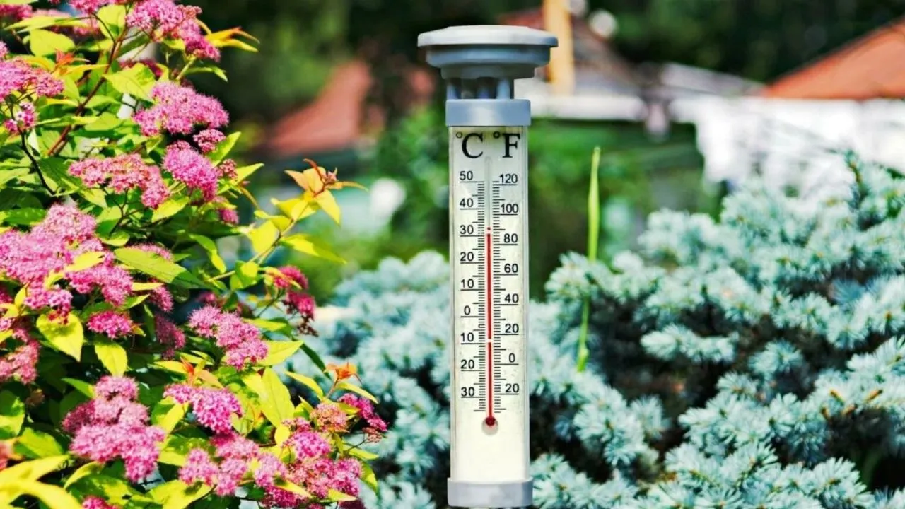 बरेली: पौधों की देखभाल में बरतें सावधानी, दोपहर में पानी देने से हो सकता है थर्मल शॉक