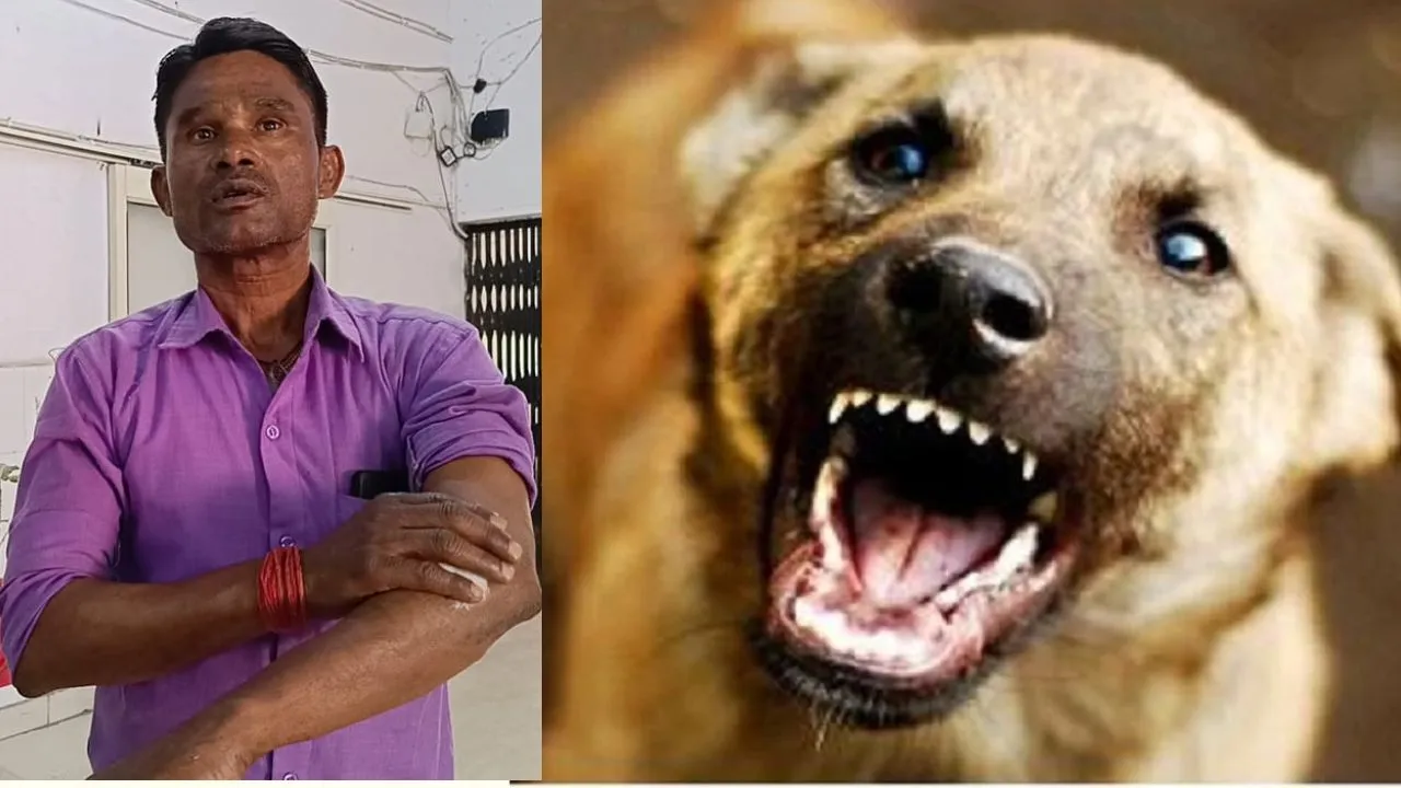 बरेली में बेकाबू कुत्तों का कहर, अस्पताल में भी नहीं सुरक्षित लोग