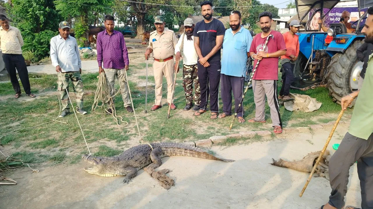 लखीमपुर खीरी: घर में घुसा मगरमच्छ, मची अफरा-तफरी