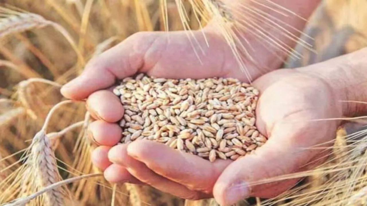 बरेली: बाजार में बेहतर दाम, किसानों ने सरकारी केंद्रों से किया किनारा