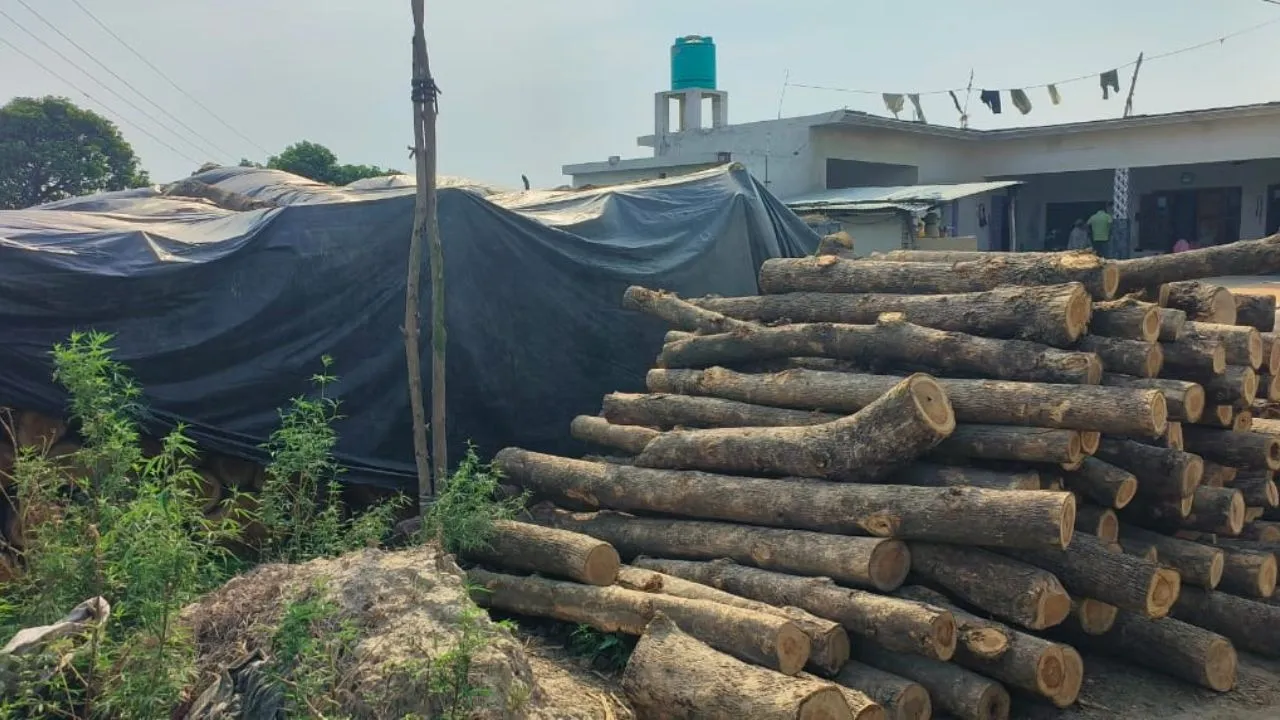 लखीमपुर खीरी: कानून के डर से बेखौफ लकड़ी तस्कर, वन विभाग की चुप्पी बरकरार