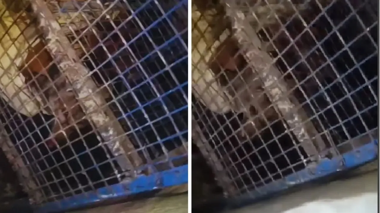 Lucknow News : मस्जिद में घुसे दो सियार, वनविभाग ने एक को किया रेस्क्यू, दूसरा गच्चा देकर फरार