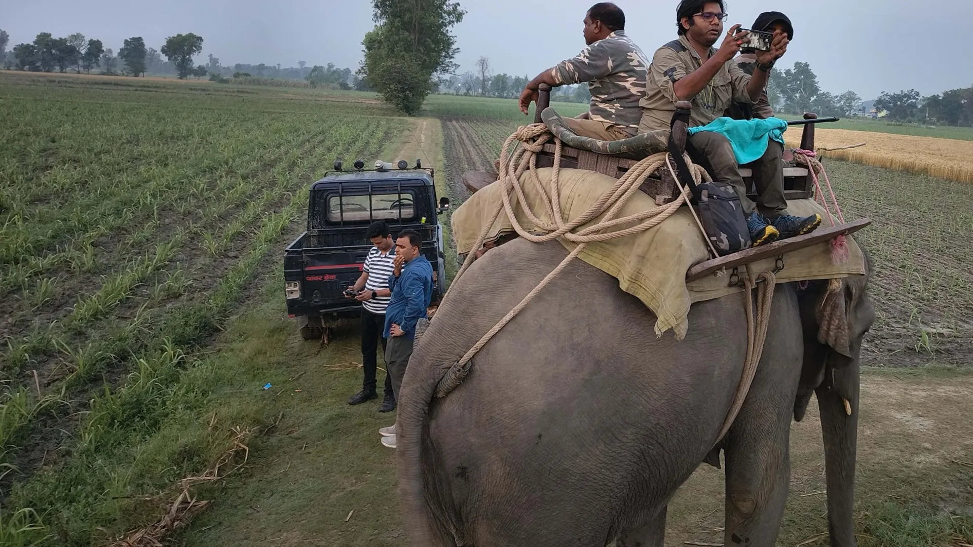 लखीमपुर खीरी: ऑपरेशन बाघिन...डायना और सुलोचना खंगाल रहीं जंगल का चप्पा-चप्पा