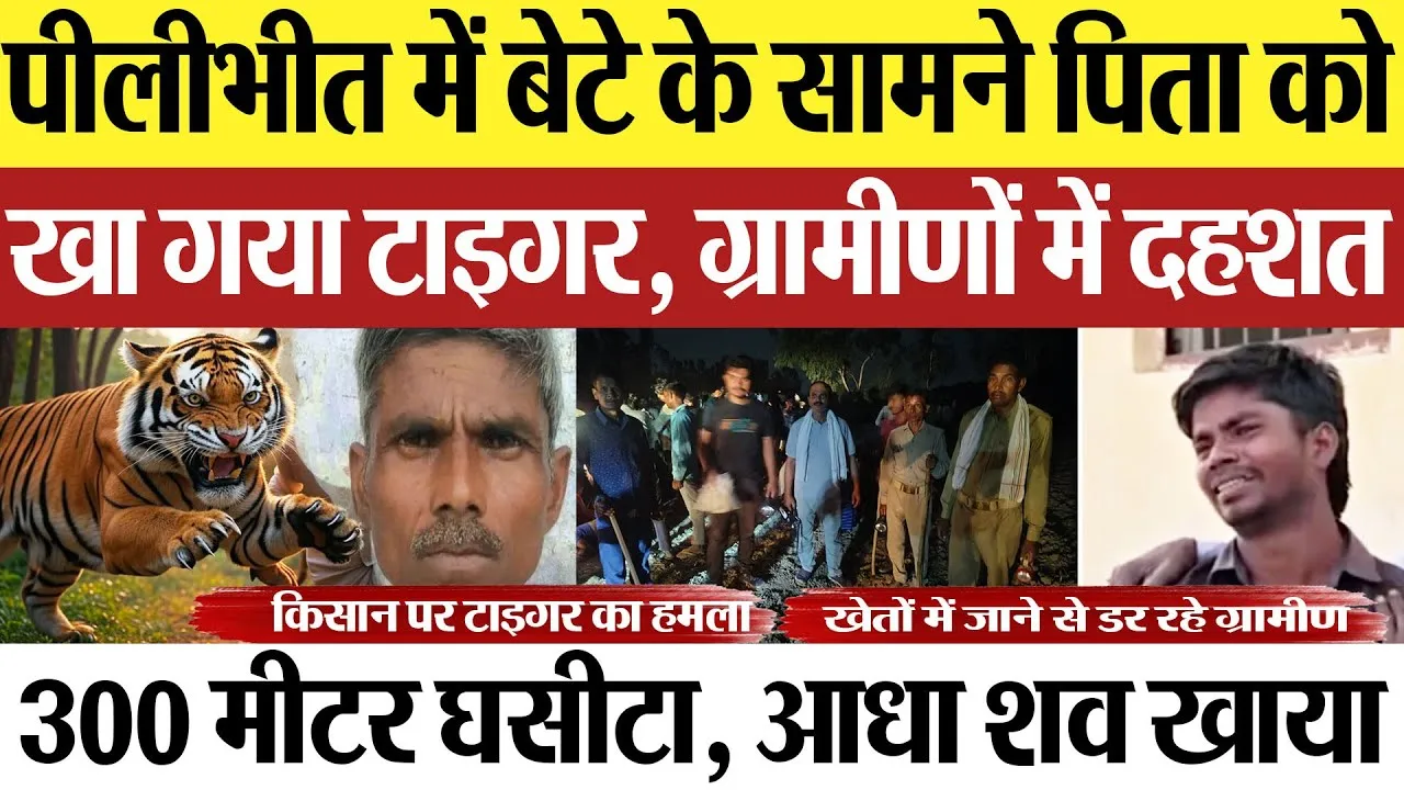  Pilibhit News | पीलीभीत में बेटे के सामने पिता को खा गया Tiger, ग्रामीणों में दहशत.. Tiger Attack