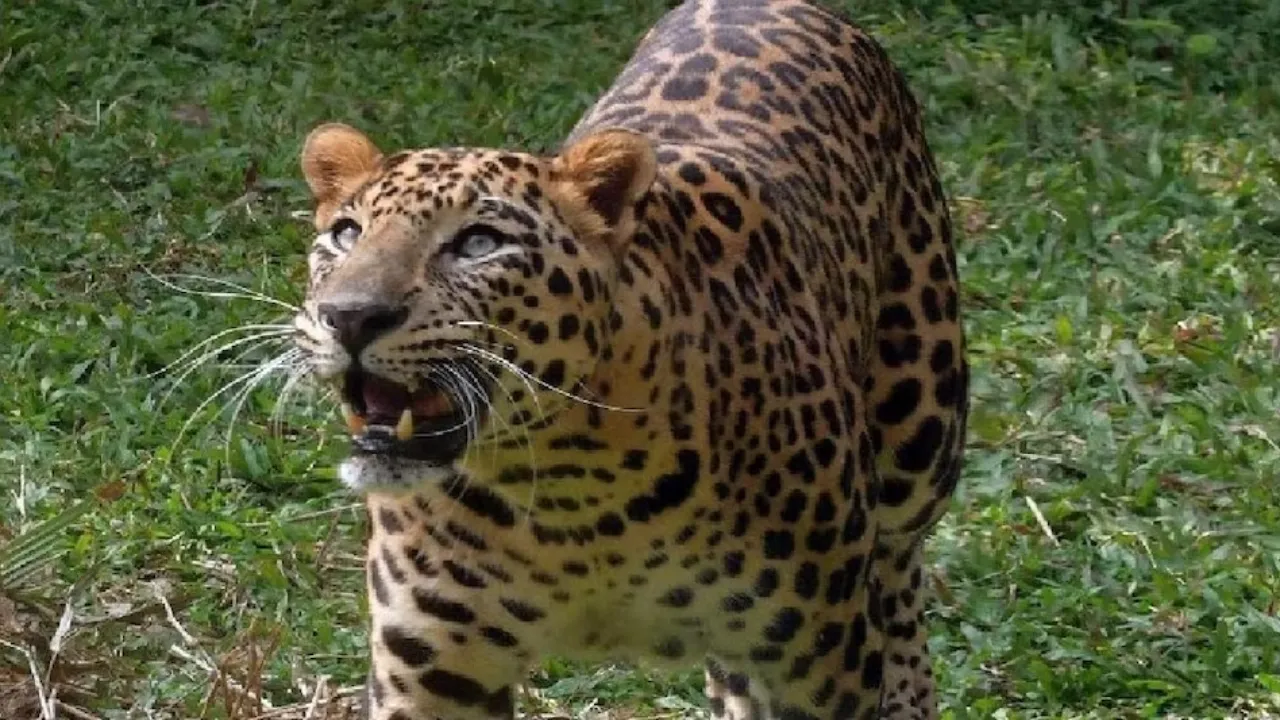 बिजनौरः किसान पर हमला कर जंगल में भागा तेंदुआ, इलाज के दौरान हुई मौत 