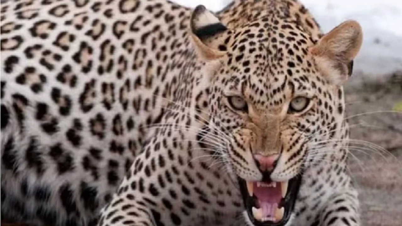 बहराइच: तेंदुए ने बनाया युवक को शिकार, गंभीर रूप से घायल