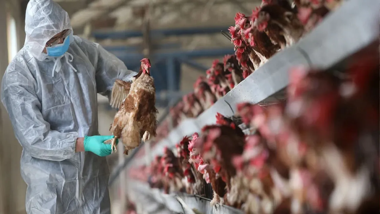 बर्ड फ्लू को लेकर अलर्ट जारी, नेपाल सीमा पर चलाया जा रहा विशेष अभियान 