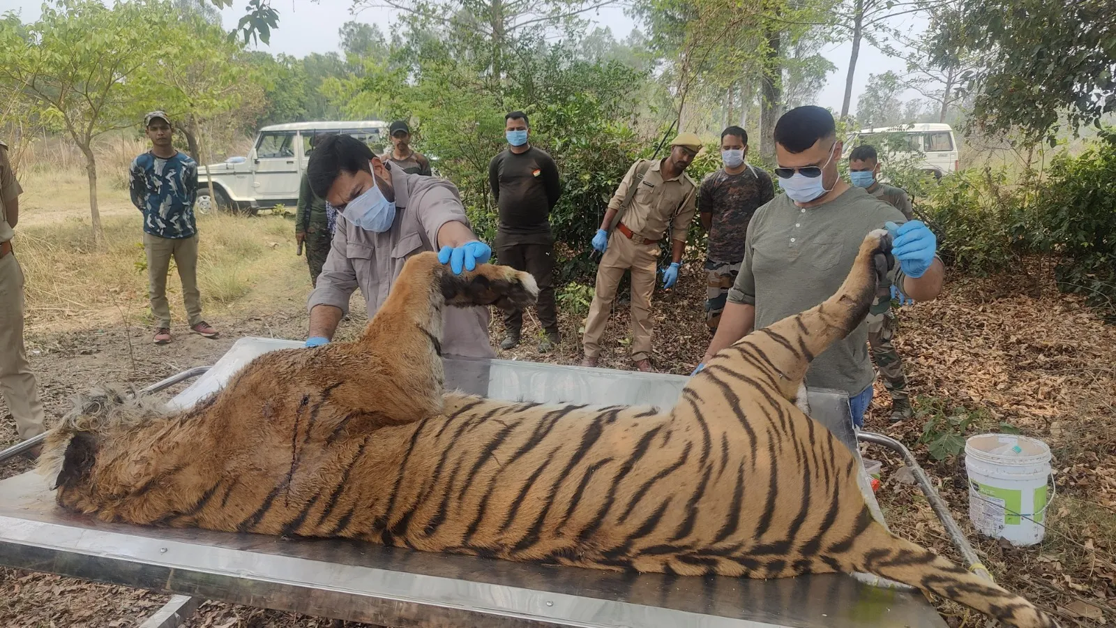 झिरना रेंज में मिला बाघिन का शव, हड़कंप    