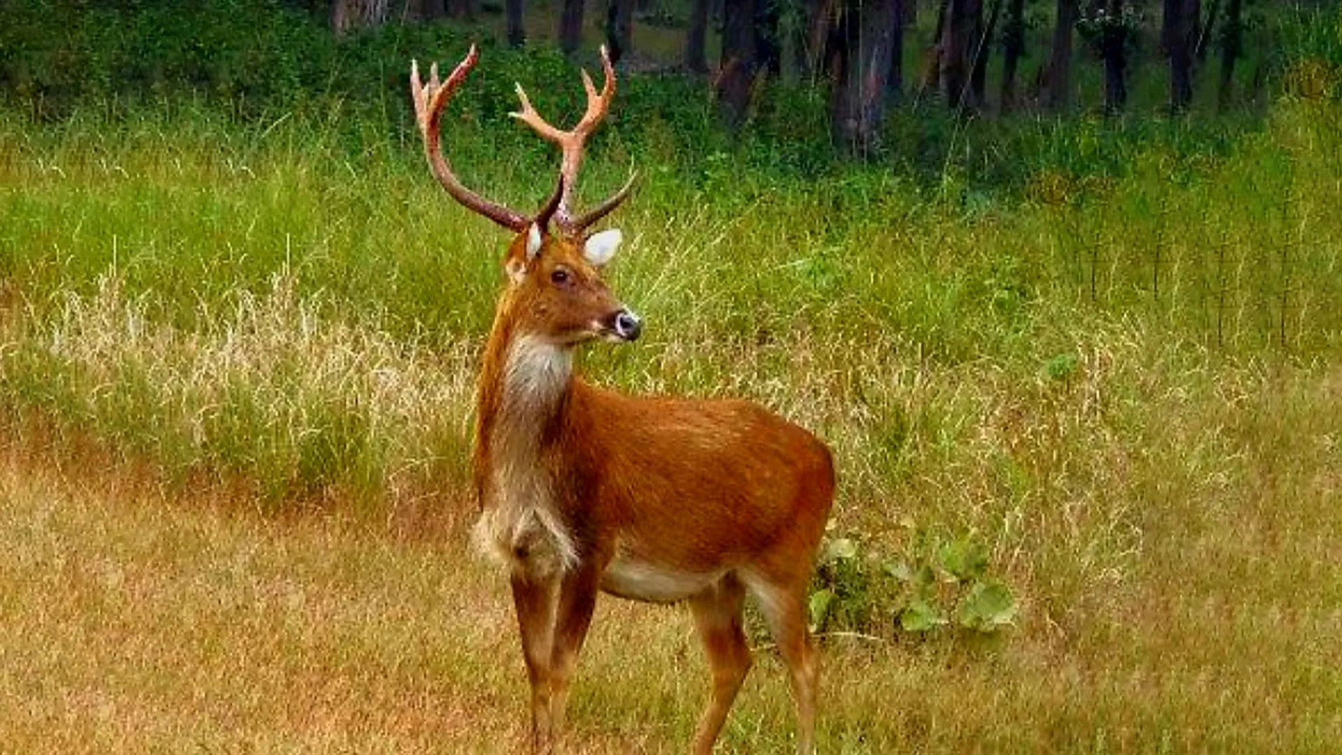 अमरोहा: गांव में बारहसिंघा घुसने से फैली दहशत...बुजुर्ग को किया घायल