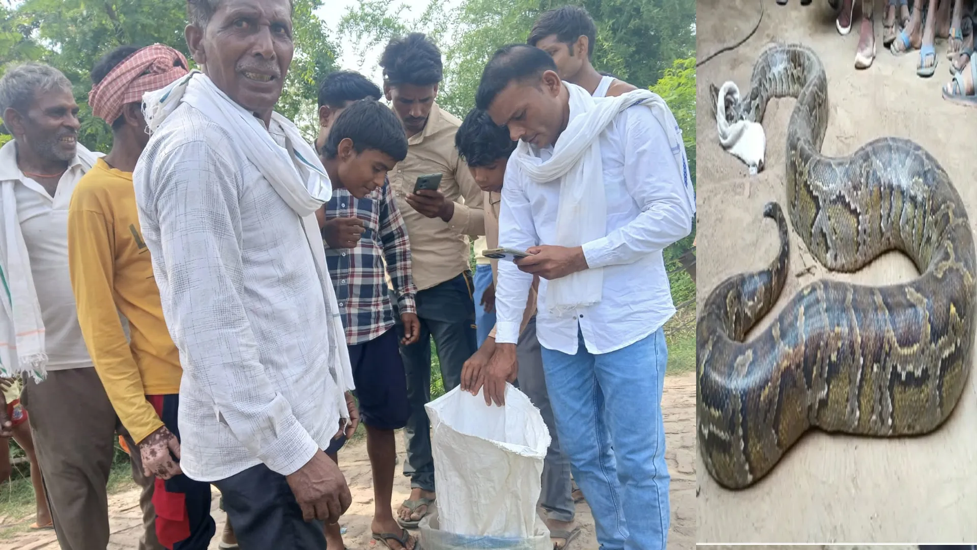 लखीमपुर खीरी : घर के बाहर विशालकाय अजगर देख ग्रामीणों के उड़े होश, वन विभाग ने जंगल में छोड़ा