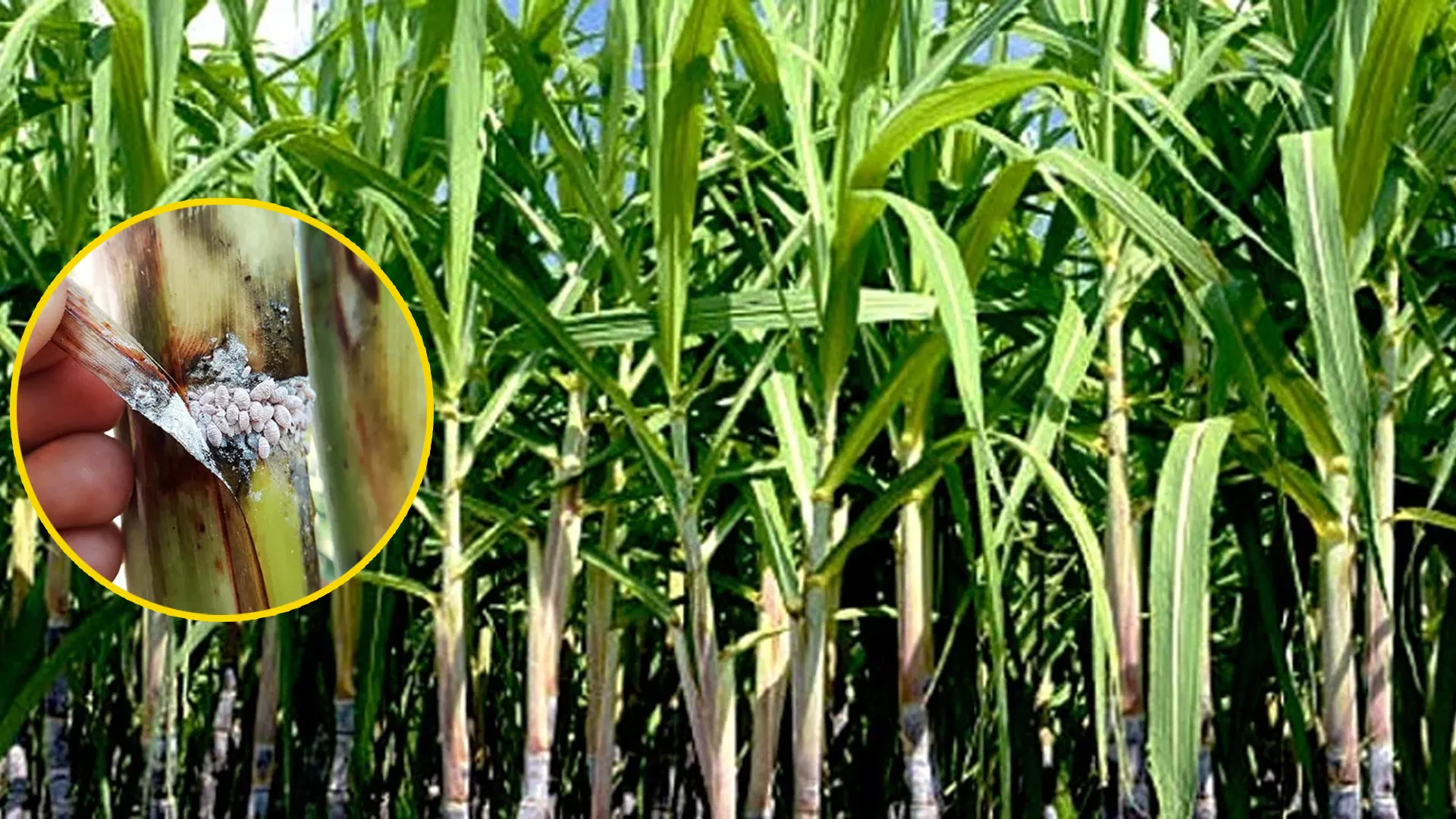 कासगंज : चोटी बेधक कीट से फीकी हो सकती है गन्ने की मिठास, गन्ने में लगा रोग
