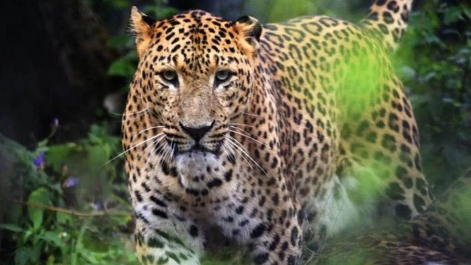 अमरोहा : तेंदुए ने पालतू कुत्ते का किया शिकार, ग्रामीणों ने दहशत