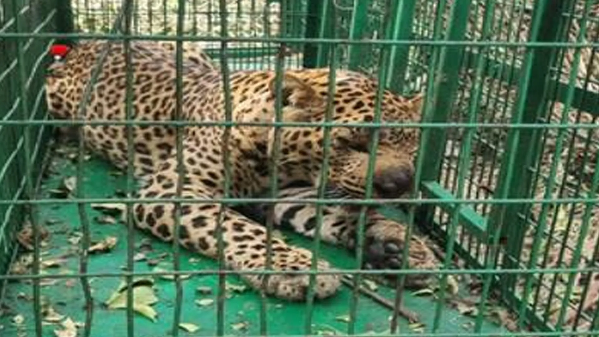 बिजनौर : वन विभाग की टीम ने पिंजरा लगाकर पकड़ा गुलदार