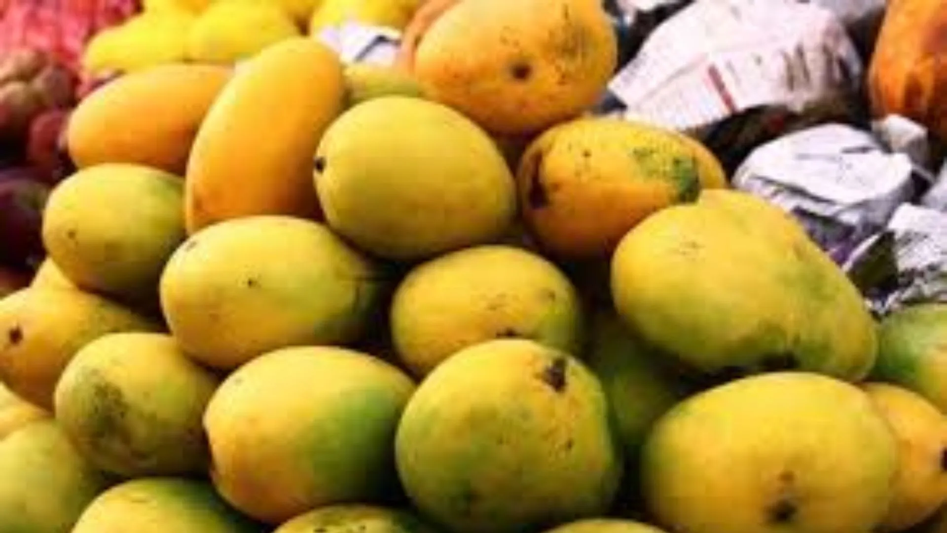 इस बार जापानी चखेंगे दशहरी का स्वाद, गामा रेडिएशन लैब में फलों के राजा को किया जायेगा तैयार 