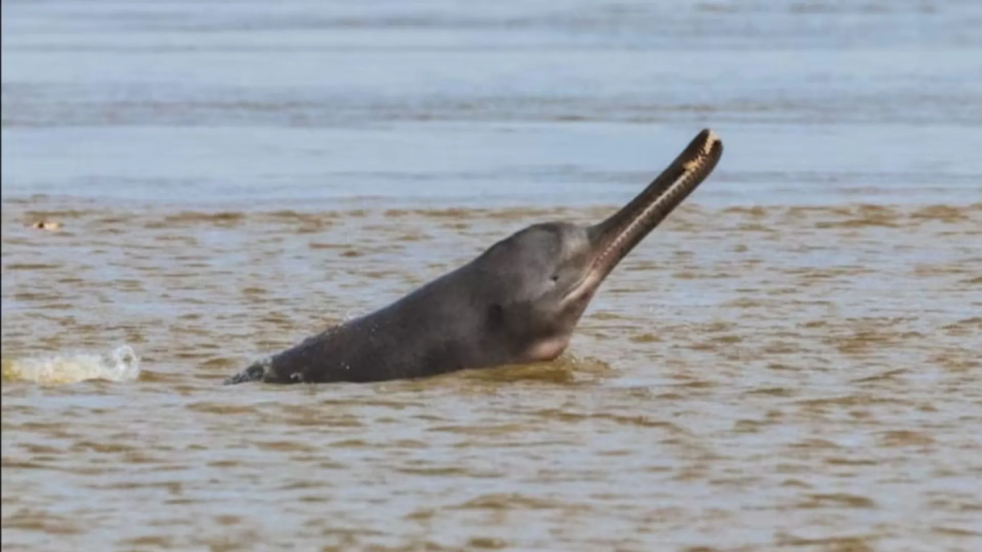 गंगा नदी में बह रहा toxic chemicals, डॉल्फिंस के लिए बन रहा खतरा, अध्ययन में आया सामने 