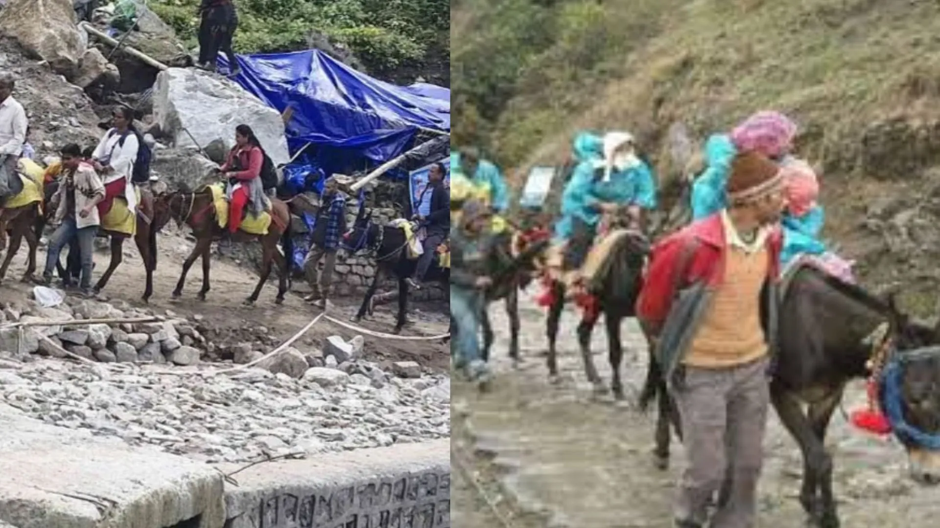 केदारनाथ में Equine Influenza से मचा हड़कंप, 2 दिन में 14 घोड़े-खच्चरों की मौत, 24 घंटे के लिए संचालन पर रोक 