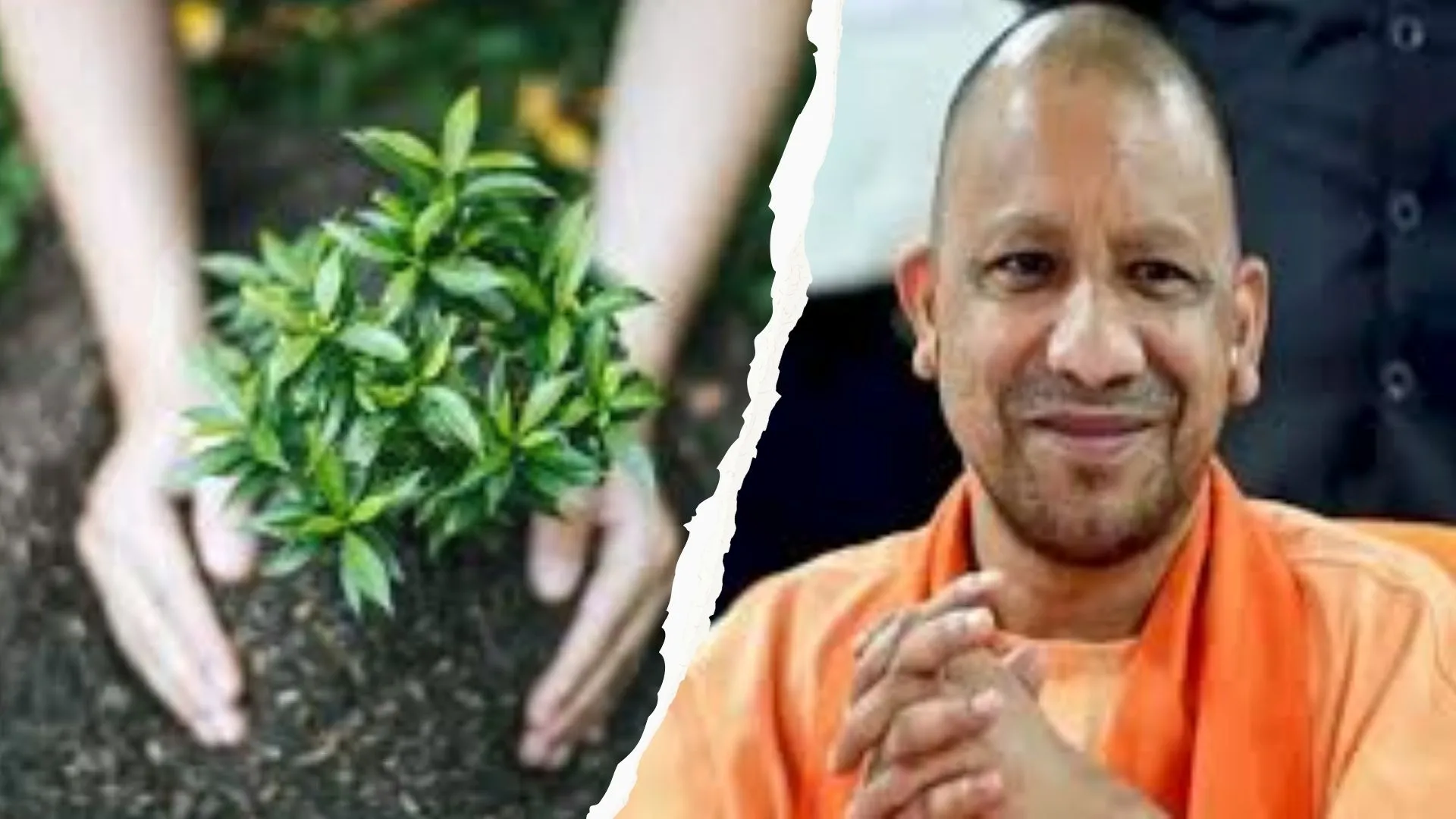 ग्रीन यूपी के लिए तैयार हुए 52.33 करोड़ पौध, जुलाई से पौधरोपण करेगी योगी सरकार