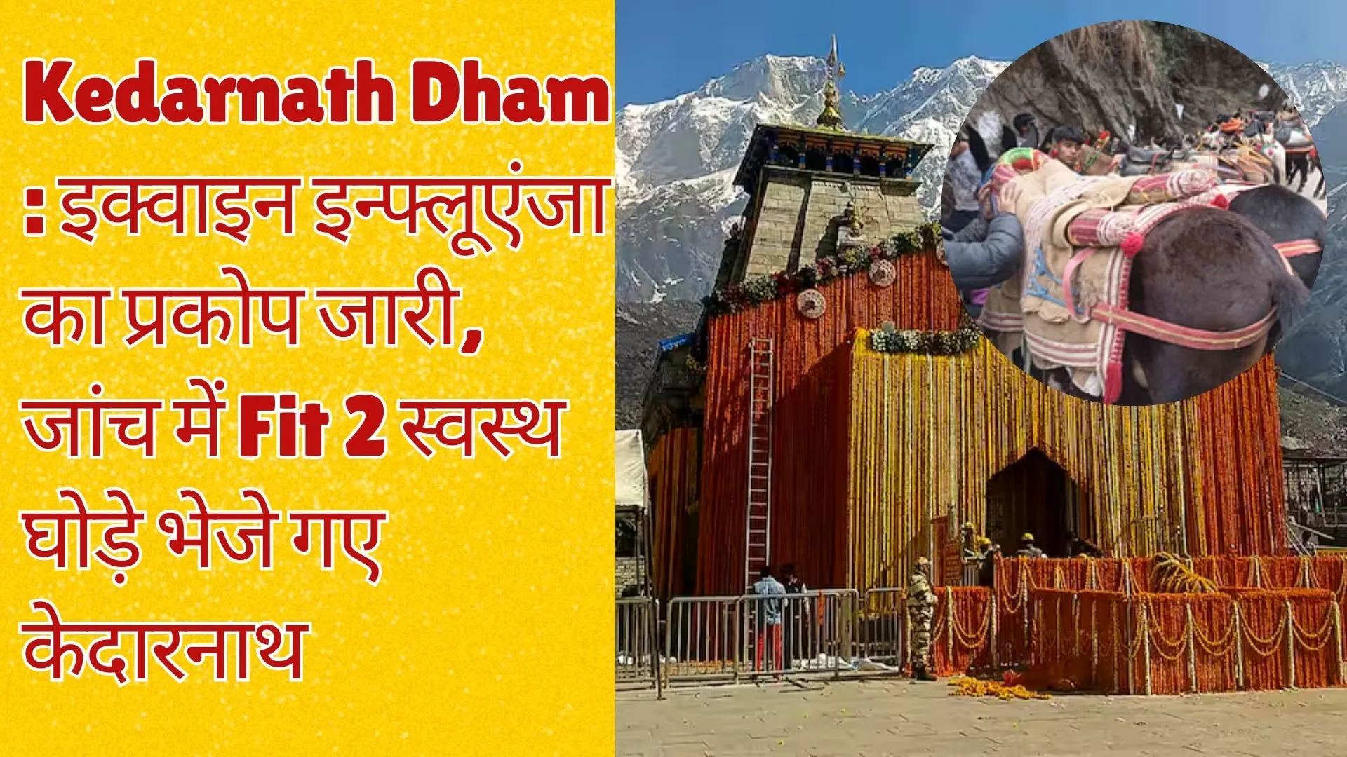 Kedarnath Dham : इक्वाइन इन्फ्लूएंजा का प्रकोप जारी, जांच में Fit 2 स्वस्थ घोड़े भेजे गए केदारनाथ