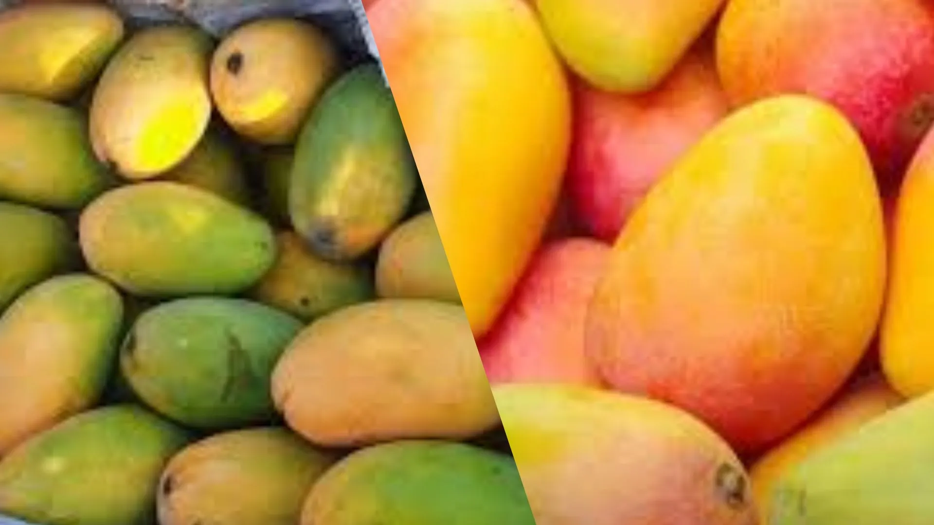 लखनऊ के दशहरी आमों की होगी वैश्विक स्तर पर ब्रांडिंग, एडवांस में बुक होगा एयर स्पेस