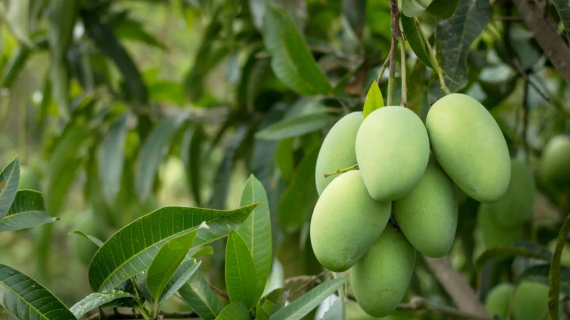 बारिश-ओलावृष्टि से उत्तर प्रदेश में आम की फसल खराब, कीटों के हमले की चेतावनी 