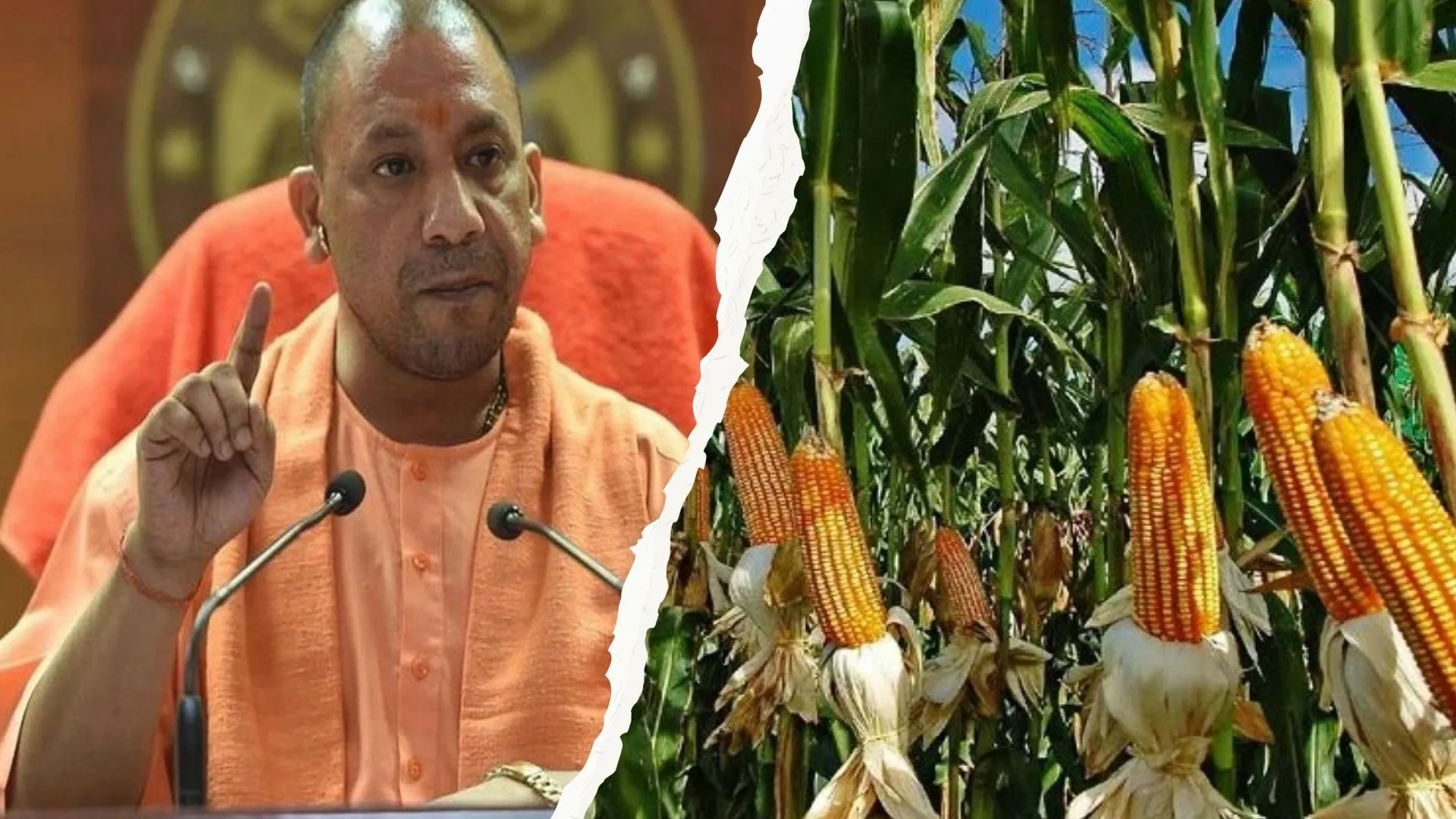 अनाजों की रानी चमकाएगी किसानों की किस्मत, 2027 तक मक्के का उत्पादन होगा दोगुना, योगी सरकार ने तय किया लक्ष्य 