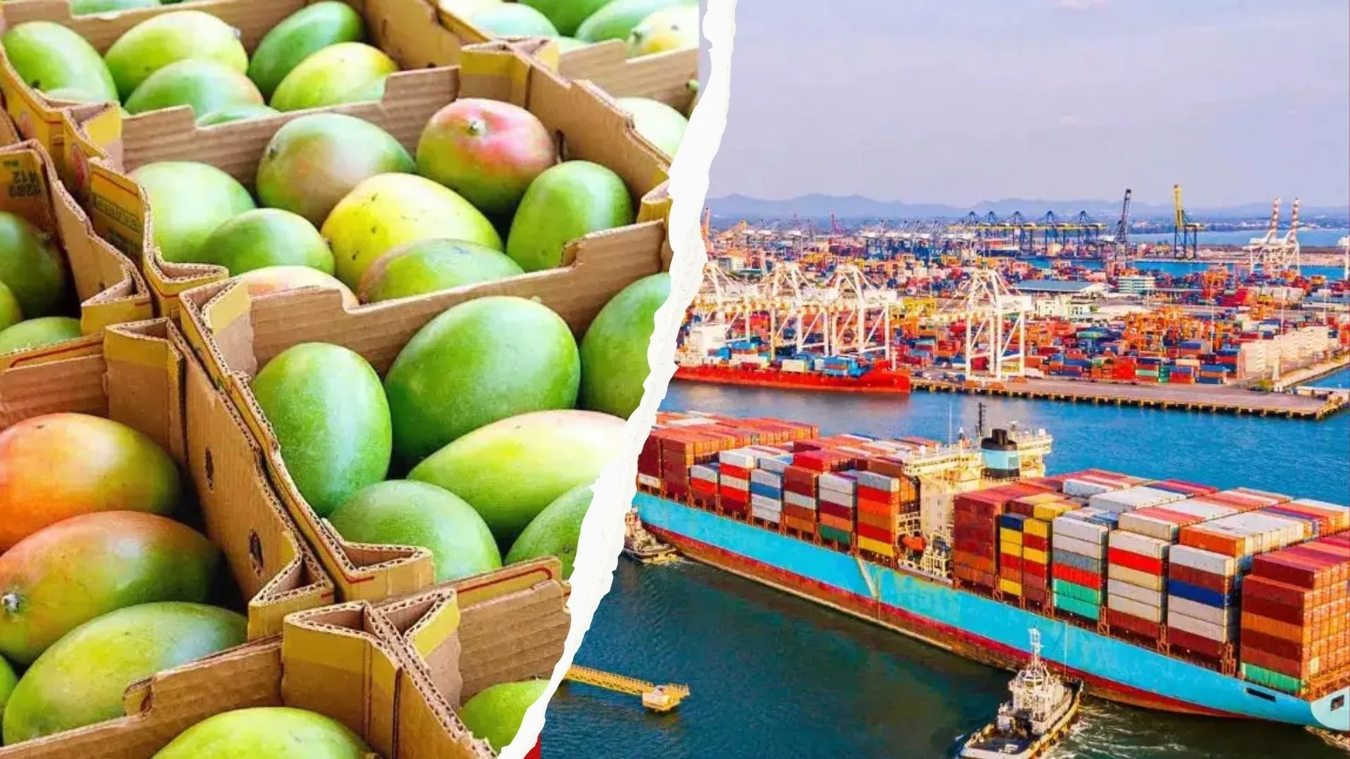 आम उत्पादकों के लिए बड़ी खबर, Exporter-Growers Meet के आयोजन से मिलेंगे आम के बेहतर दाम