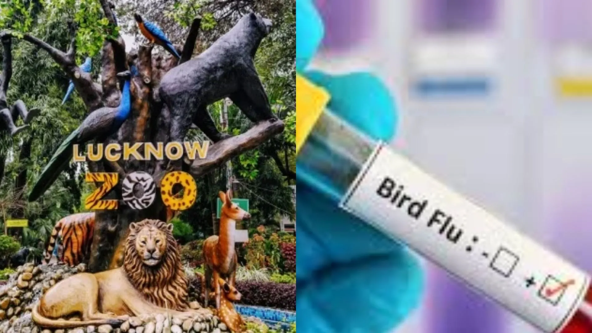 लखनऊ चिड़ियाघर रहेगा बंद, बाघिन में मिले बर्ड फ्लू वायरस 