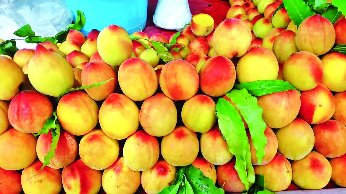 स्वाद के साथ सेहत का खजाना भी हैं पहाड़ी फल   