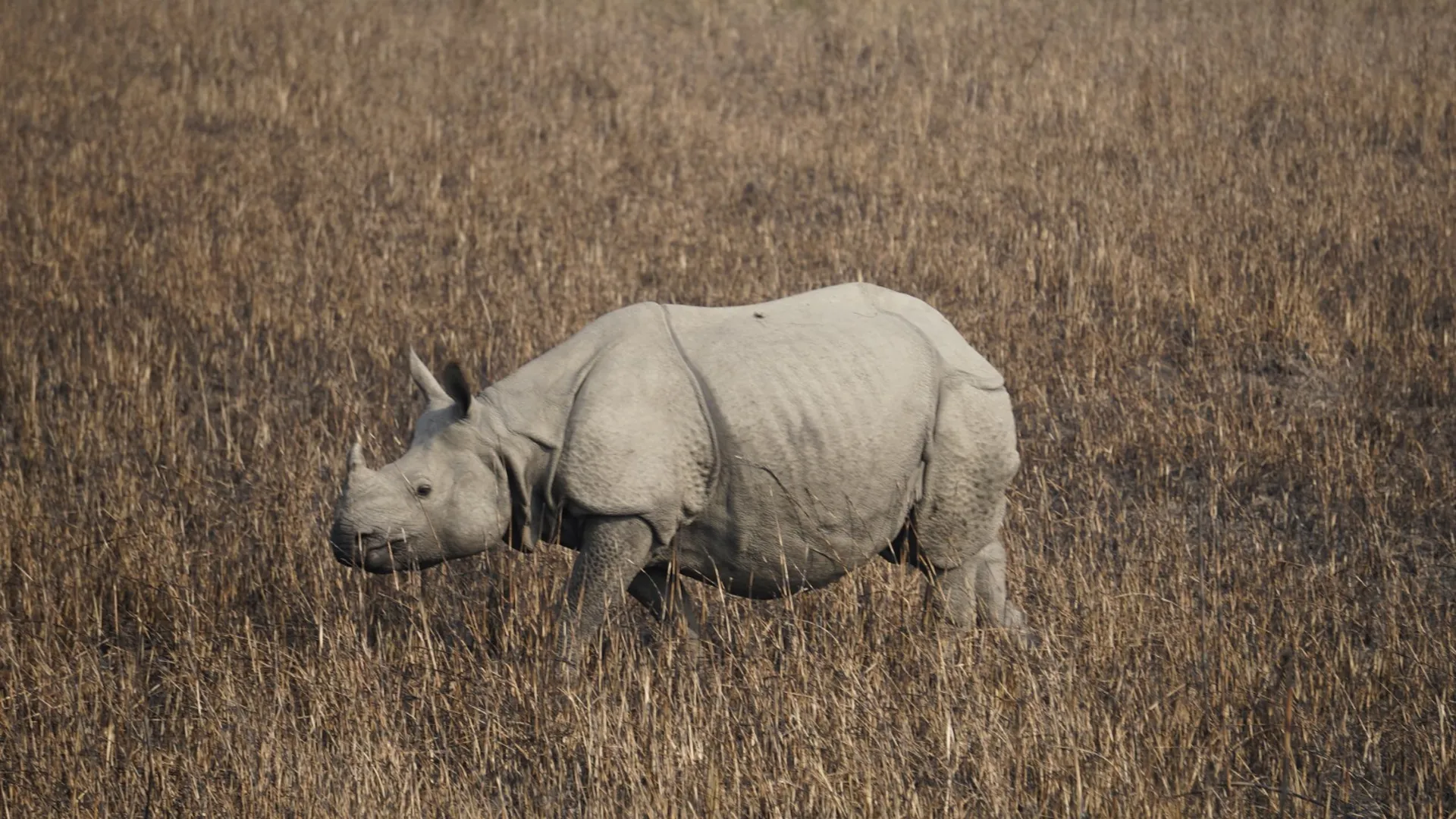 लखीमपुर खीरी: गैंडों को भा रही दुधवा की आबोहवा...संख्या बढ़कर 51 पहुंची 