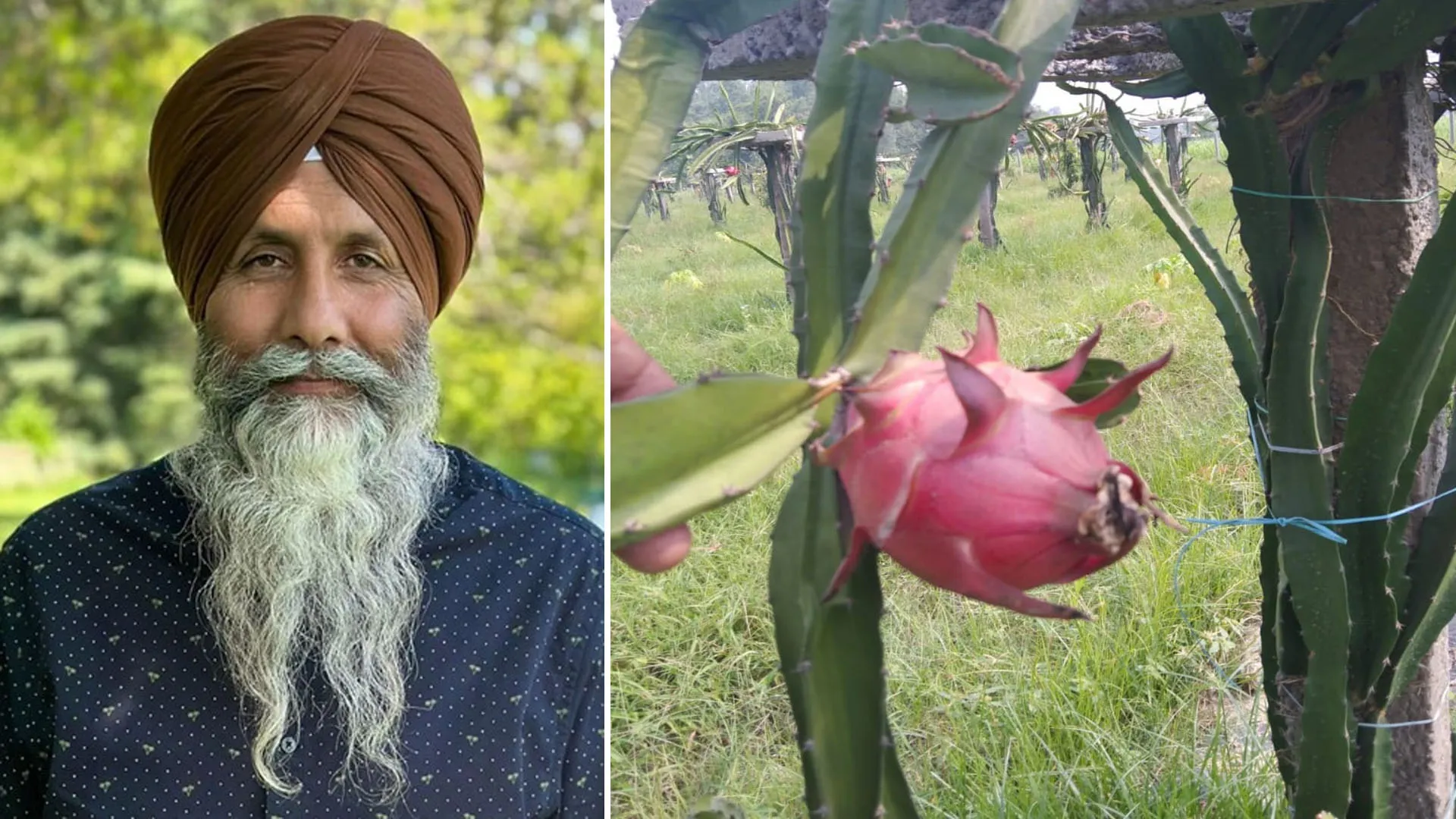 रामपुर: ड्रैगन फ्रूट में छिपा है सेहत का राज...मगर स्थानीय मंडी में नहीं मिल रहा भाव