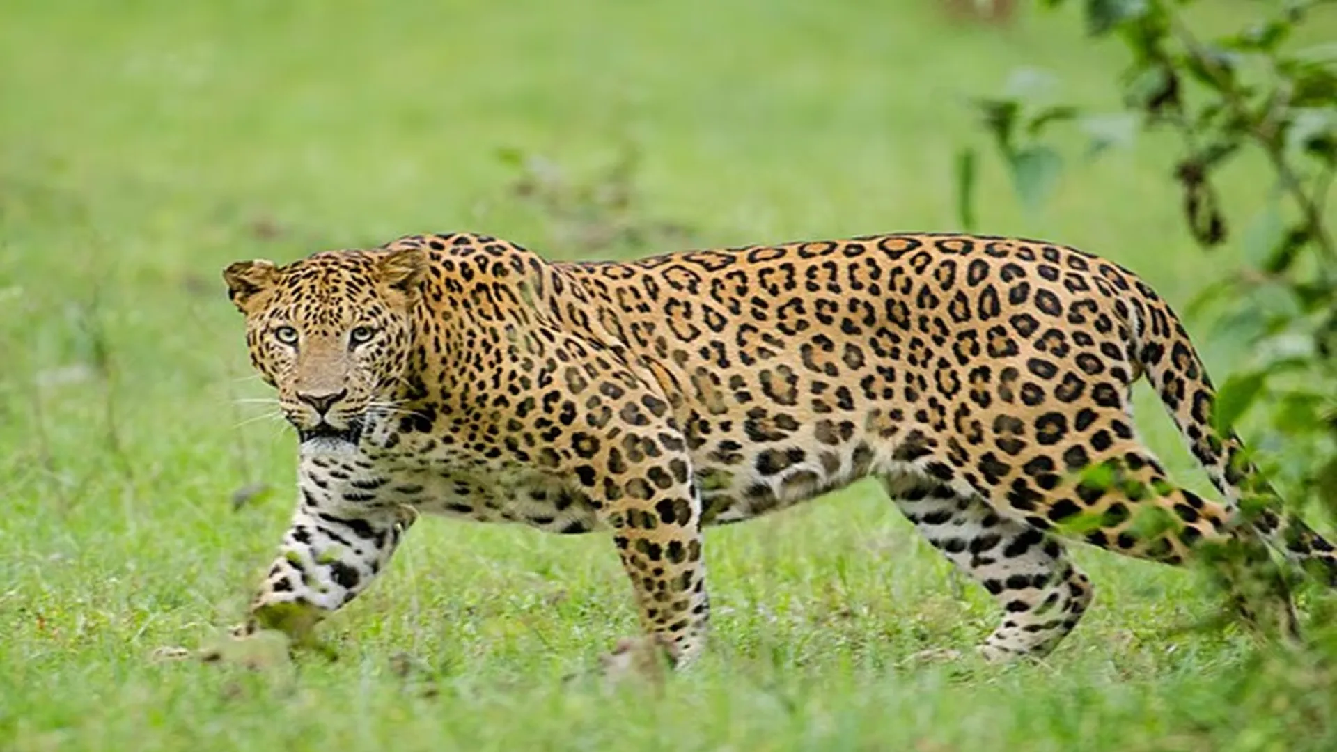 Bareilly: तेंदुए की लुकाछुपी...वनकर्मियों को नहीं मगर ग्रामीणों को रोज दिख रहा