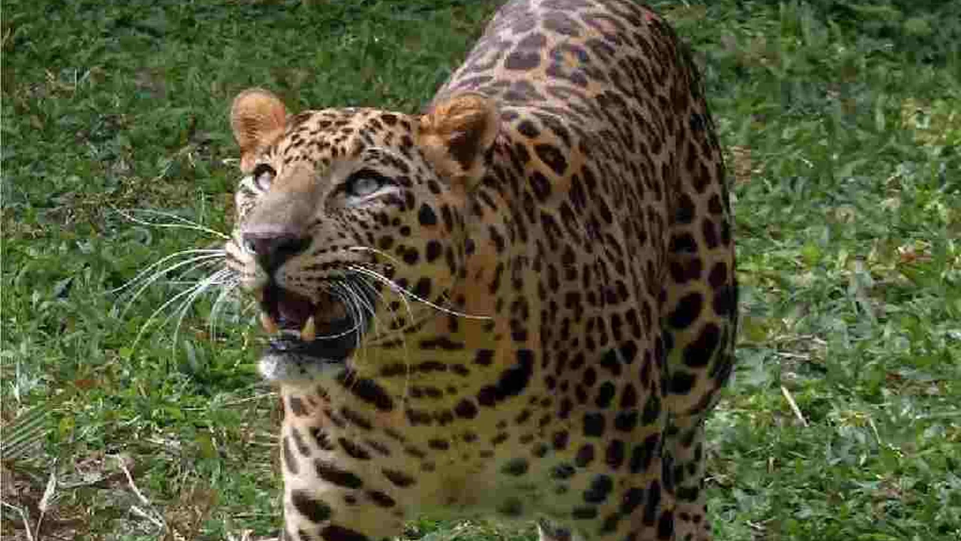 मुरादाबाद: किसानों ने मचाया शोर फिर भी नहीं भागा...बाड़ीवाला के जंगलों में तेंदुए का आतंक