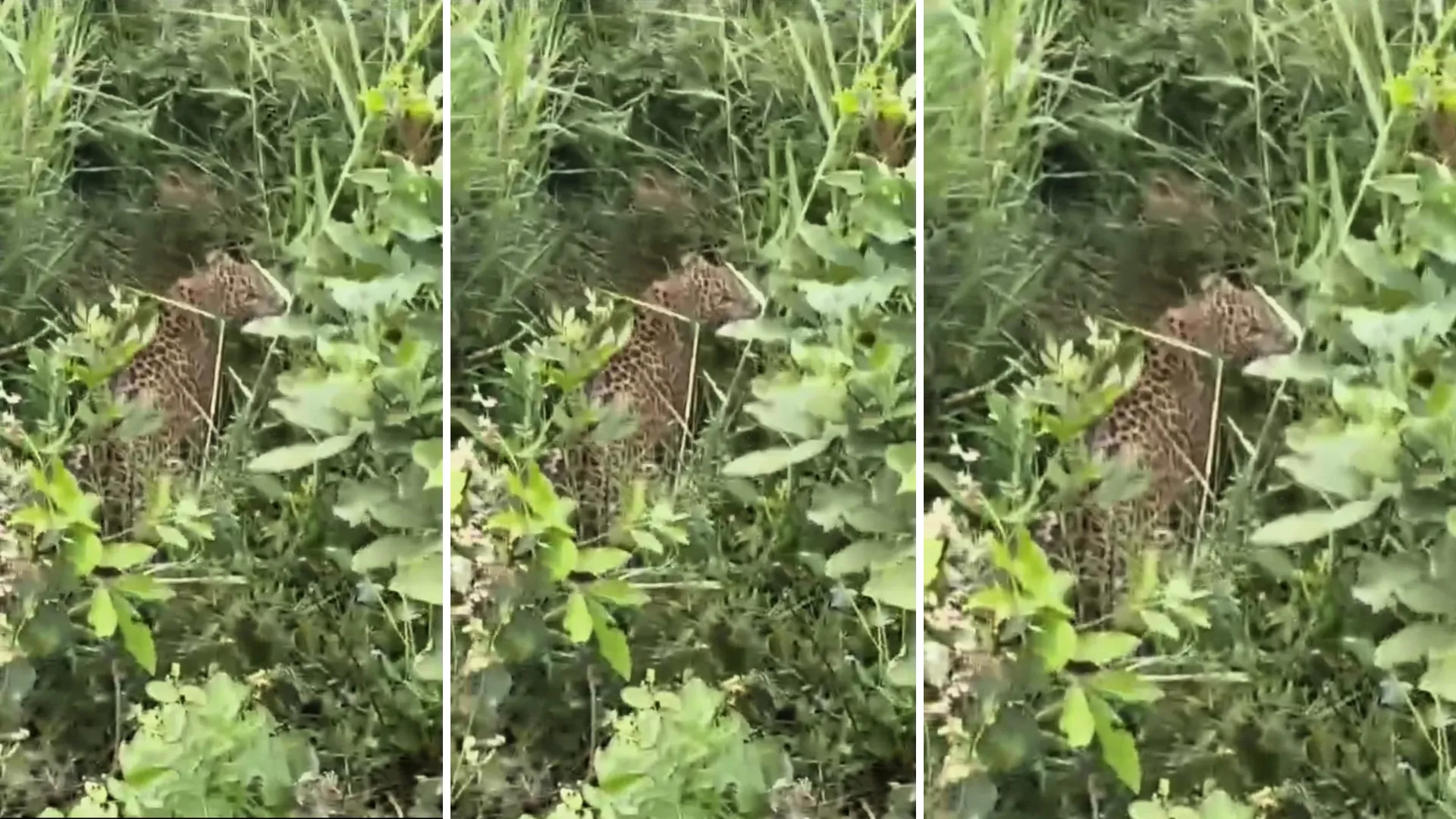 रामपुर: नानकार रानी के नैया नदी जंगल में तेंदुआ दिखने से फैली दहशत