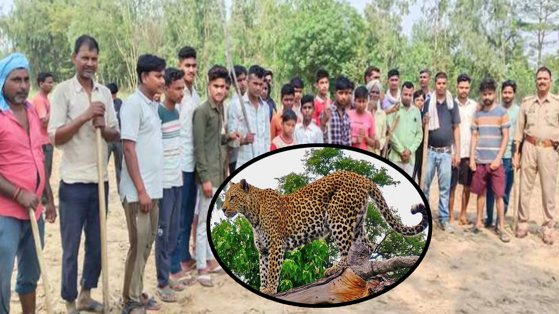 Bareilly: खेत पर काम कर रहे थे किसान...तभी तेंदुआ दिखने से फैली दहशत